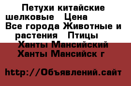 Петухи китайские шелковые › Цена ­ 1 000 - Все города Животные и растения » Птицы   . Ханты-Мансийский,Ханты-Мансийск г.